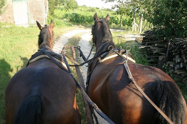 Siklós 2008 - Bagolyköri találkozó